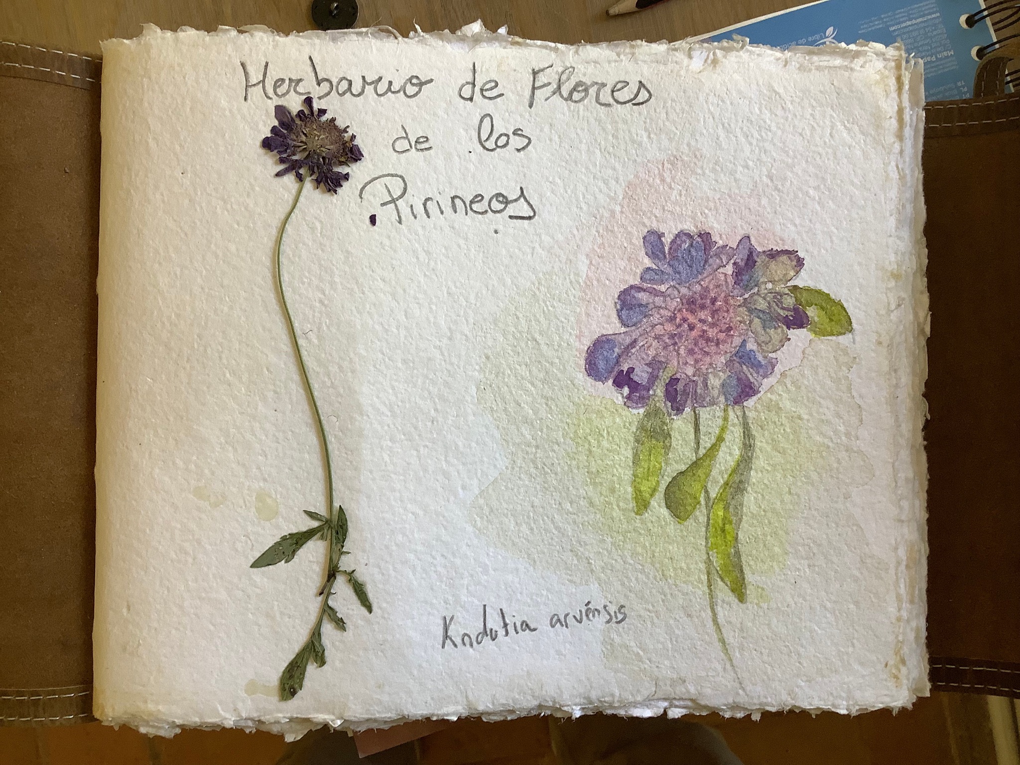 Filis con acuarela y flor prensada